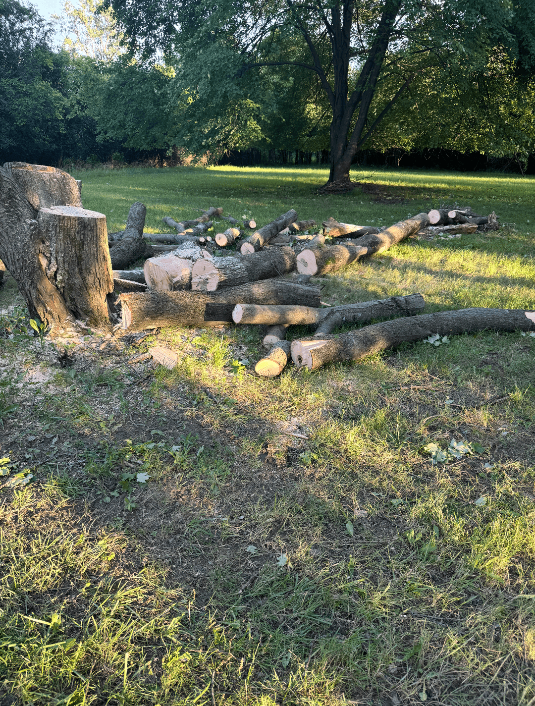 Fallen tree cut into sections during professional removal service in Cleveland yard
