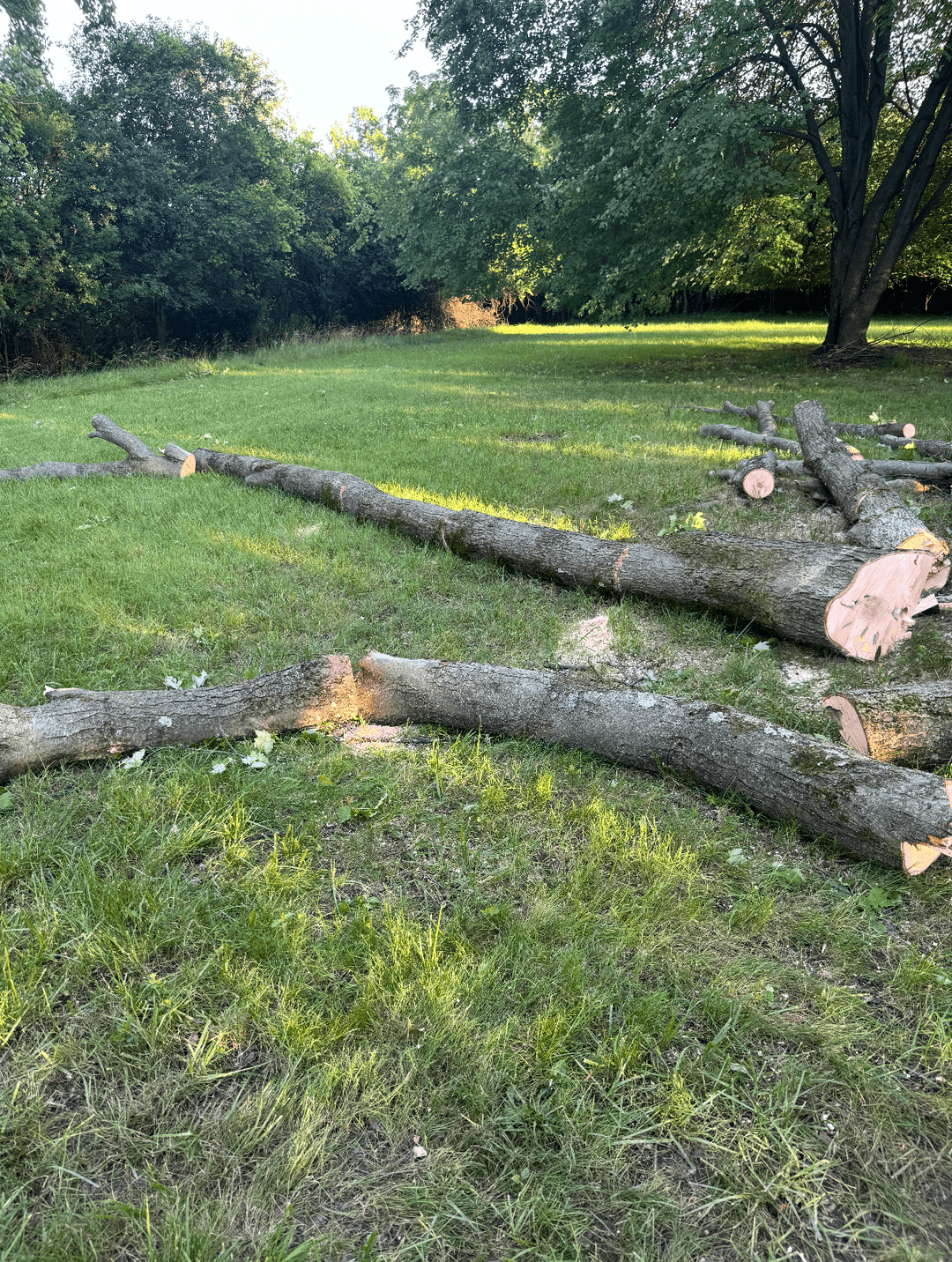 Neatly stacked logs and cleared grass area after complete tree removal